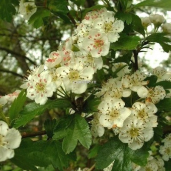 Изображение загружено обработкой по данным файла Excel