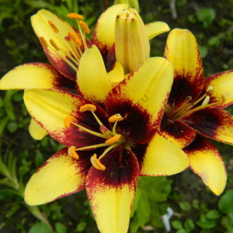 Лилия Азиатская Танго Бамблби