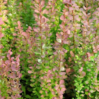 Изображение загружено обработкой по данным файла Excel