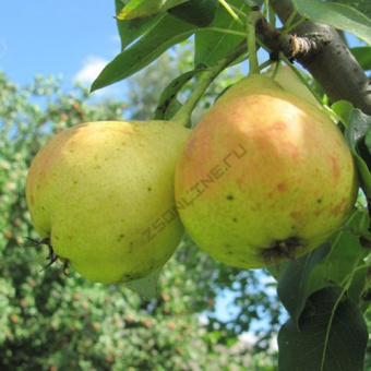 Груша Детская/С