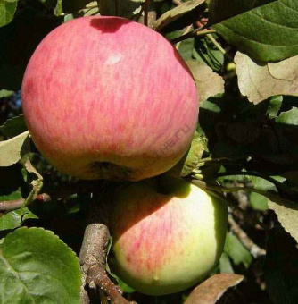 d834247b3578f97875a946ed478b68e4