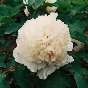 Изображение загружено обработкой по данным файла Excel