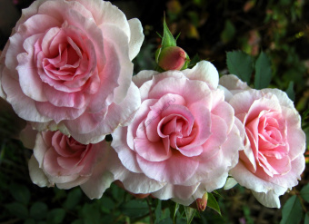 e59f1ccd9b441ffa87e53f71dffe408a