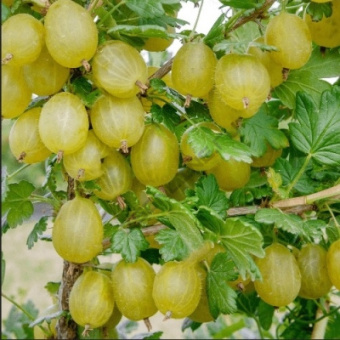 uralskij-besshipnyj-1