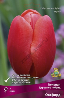 Тюльпан Дарвинов гибрид Оксфорд 11-12/К 10шт
