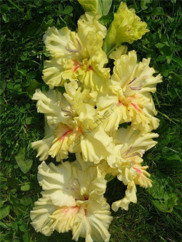 Гладиолус Изюминка