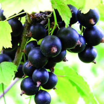 Смородина черная Лентяй (С2)