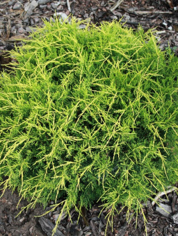 Можжевельник средний Gold Coast Р19,25-30см