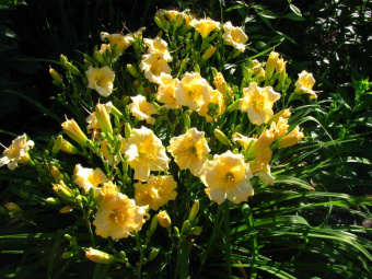 Лилейник гибридный ЭвериДейлили Крим