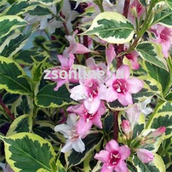 Изображение загружено обработкой по данным файла Excel