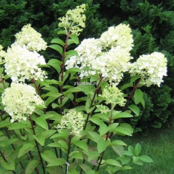 НоменклатураПрисоединенныеФайлы