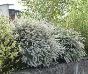 Спирея серая Грефшейм С5 40-50