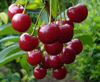 Вишня Чудо-вишня