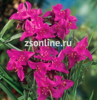 Изображение загружено обработкой по данным файла Excel