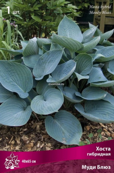 Изображение загружено обработкой по данным файла Excel