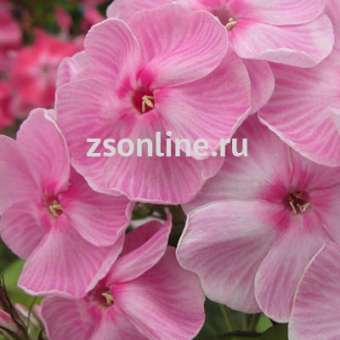 Изображение загружено обработкой по данным файла Excel