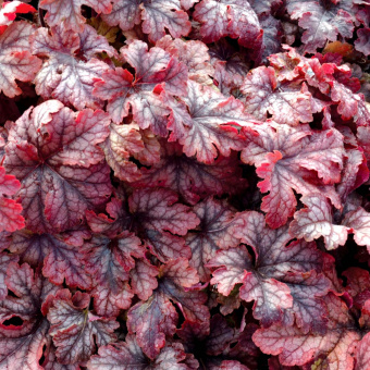 Гейхерелла, Heucherella Honey Rose