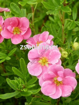 Изображение загружено обработкой по данным файла Excel