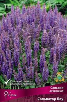 Сальвия дубравная (Шалфей) Сальватор Блу/К