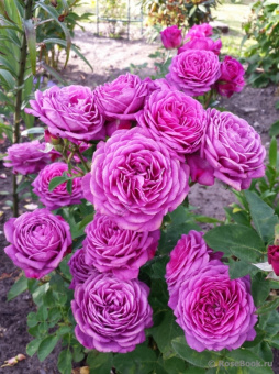 Роза флорибунда Хайди Клум роуз