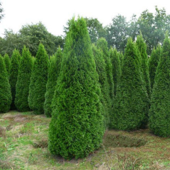 Туя западная Смарагд, Thuja Smaragd, в горшке 5л, 100-125 см