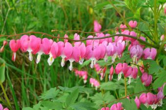 Дицентра великолепная,розовый