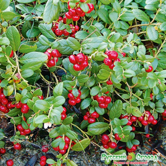 Брусника Мисс Черри (красный, плодоношение август-сентябрь)