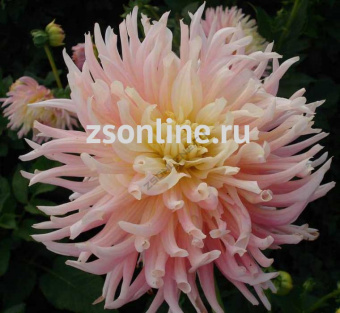 Изображение загружено обработкой по данным файла Excel