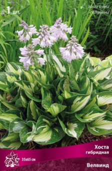 hosta_gibrid_velwind_kaper