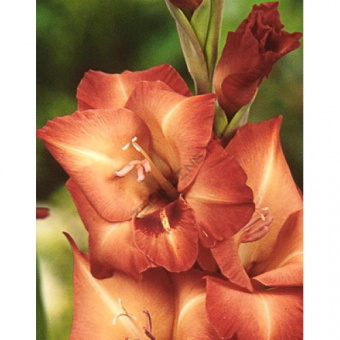 Гладиолус Антика