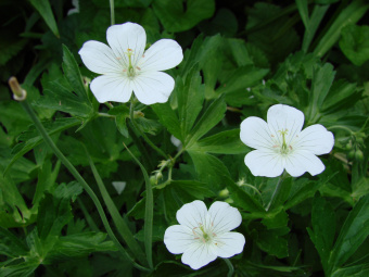 Geranium-phaeum-Album