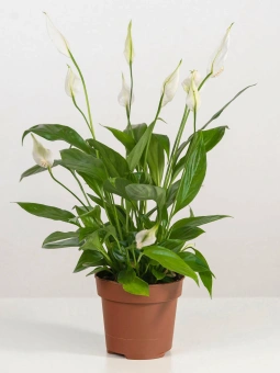 Спатифиллум 12/30см