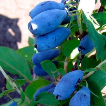 Жимолость съедобная Голубой десерт (С2)