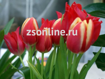 Изображение загружено обработкой по данным файла Excel