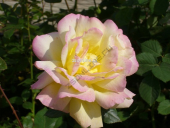 Изображение загружено обработкой по данным файла Excel