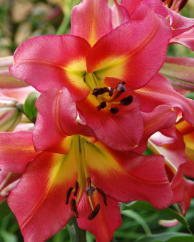 Лилия ОТ-Гибрид Сатисфекшн