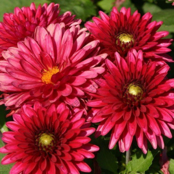 Георгин Frivolous glow 1 шт STA