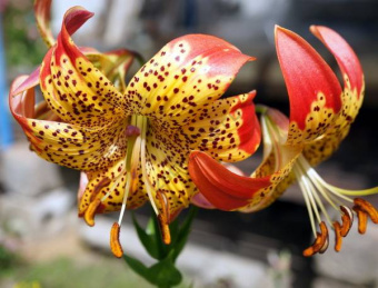 9922338f3a638d453f3b51b33b8f1a26b27a6c283846875