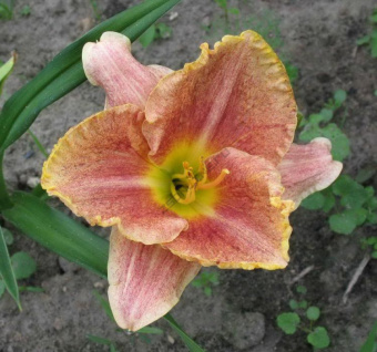 Лилейник гибридный Гамма Квадрант