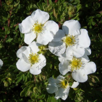 Изображение загружено обработкой по данным файла Excel