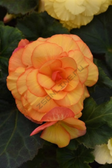 Бегония Вумми Маскарад 5-6/К 1шт