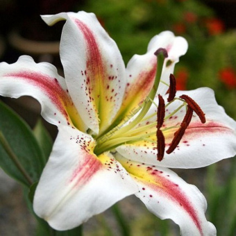 v22007_1.600x600_frame