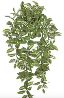 Традесканция D10см H20см