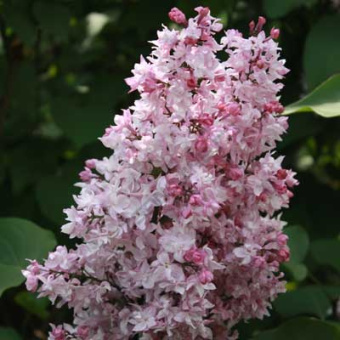 siren_obyknoven_olympiada_kolesnikova