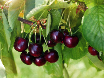 НоменклатураПрисоединенныеФайлы