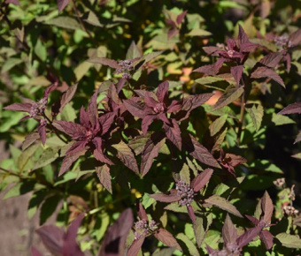 Спирея японская Мерло Грин/ЦКорЛюкс