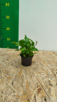 Асплениум, D9