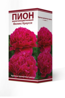 Пион молочноцветковый Феликс Крауссе 2-3/К