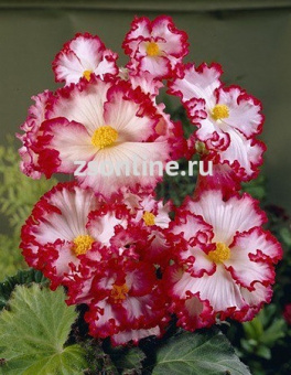 Изображение загружено обработкой по данным файла Excel