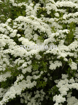 Изображение загружено обработкой по данным файла Excel